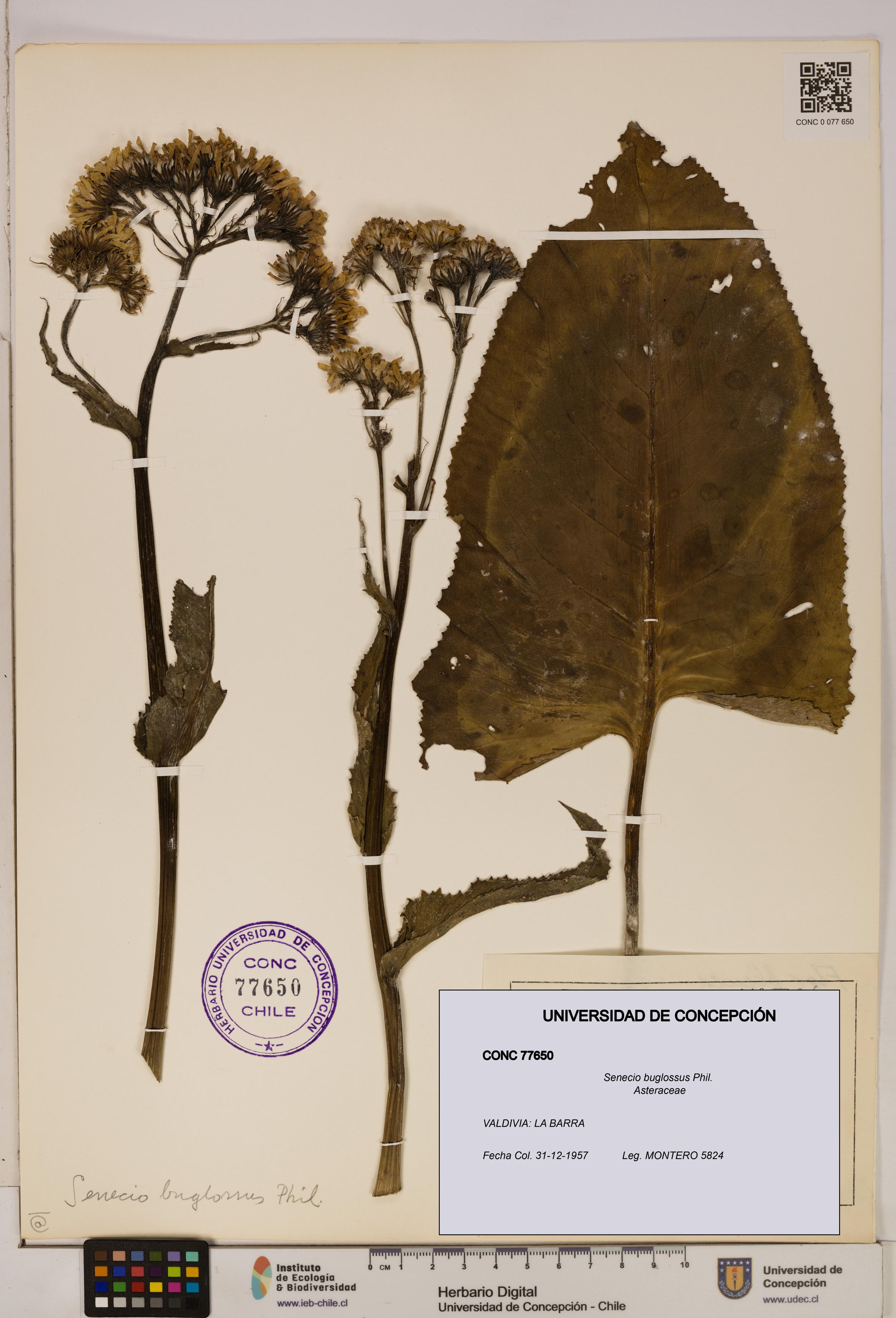 Senecio buglossus [Espécimen: UDEC:CONC:0077650]
