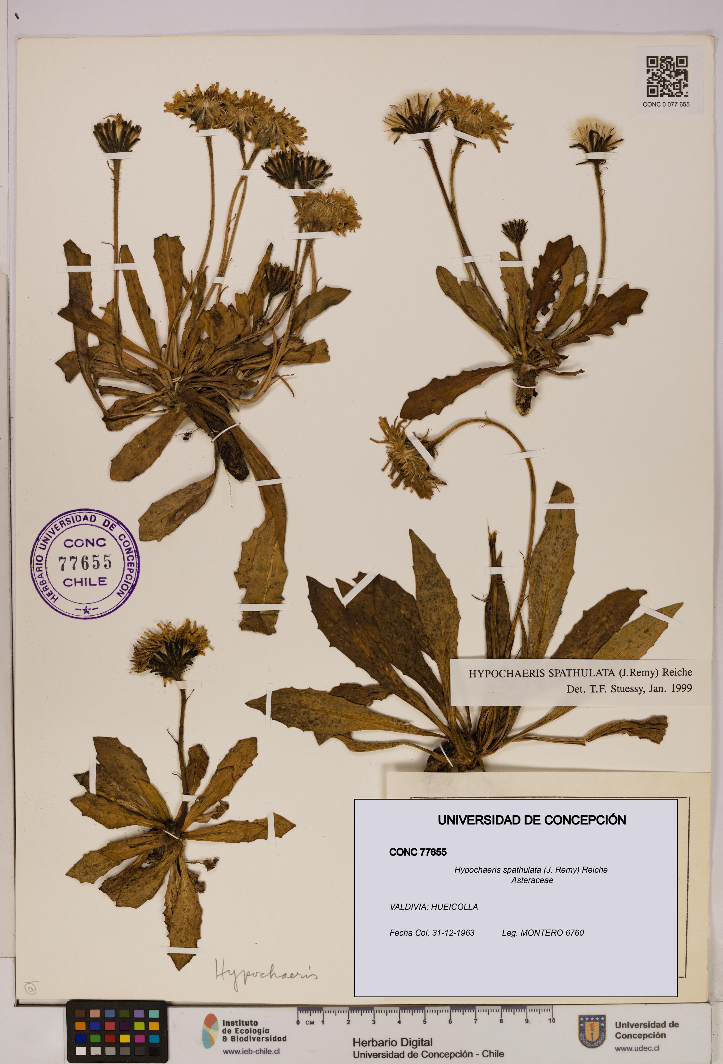 Hypochaeris spathulata [Espécimen: UDEC:CONC:0077655]