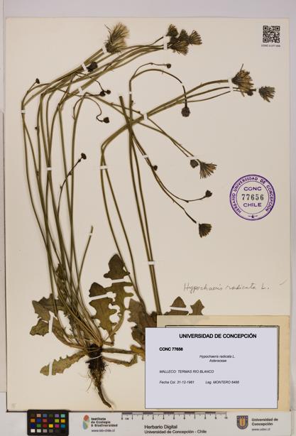 Hypochaeris radicata [Espécimen: UDEC:CONC:0077656]