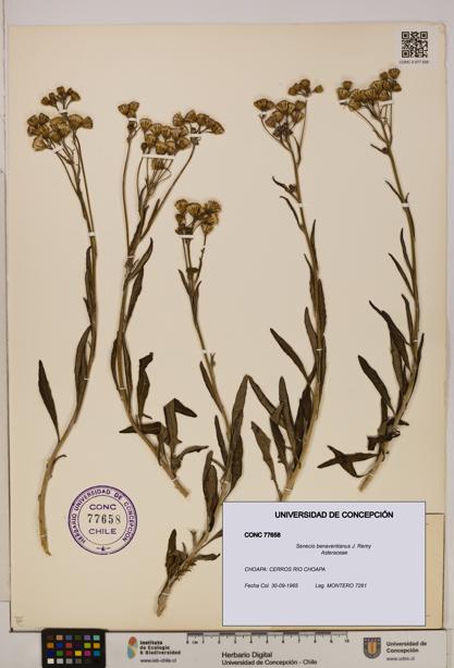 Senecio benaventianus [Espécimen: UDEC:CONC:0077658]