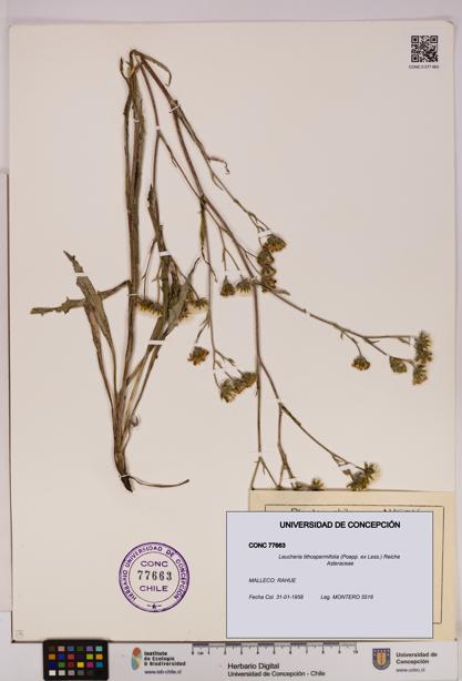 Leucheria lithospermifolia [Espécimen: UDEC:CONC:0077663]