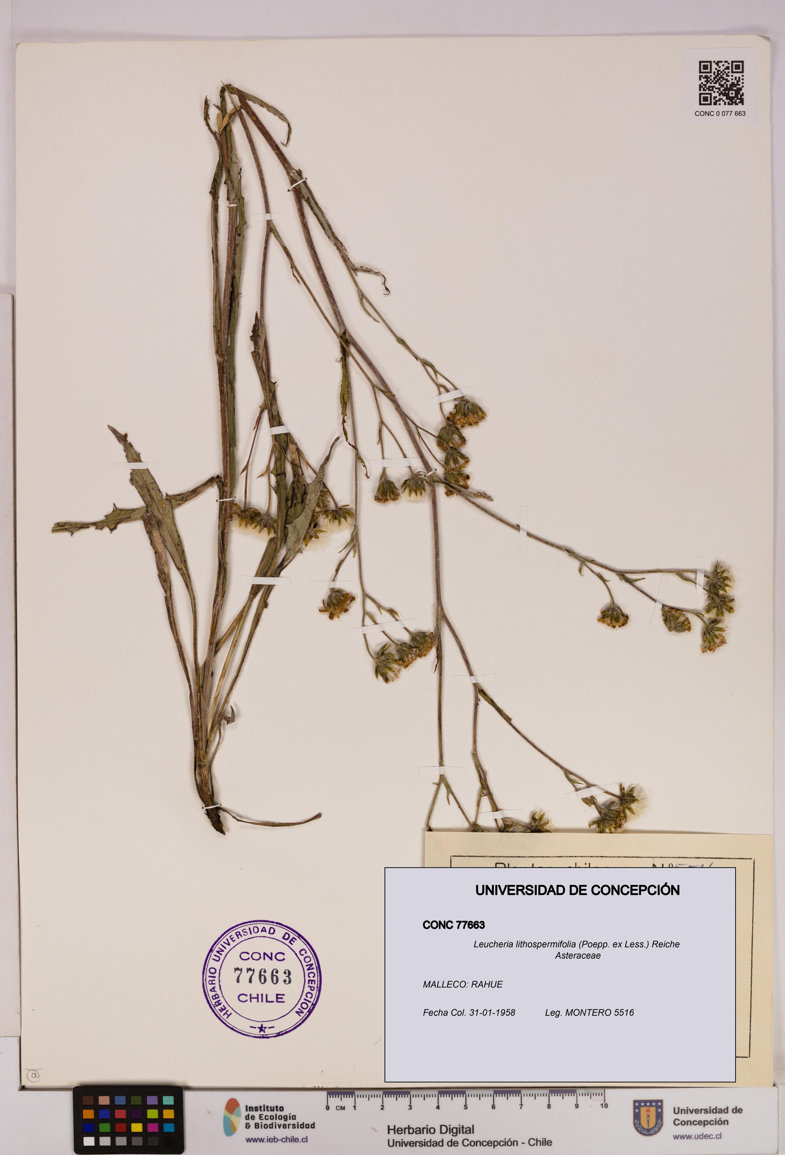 Leucheria lithospermifolia [Espécimen: UDEC:CONC:0077663]