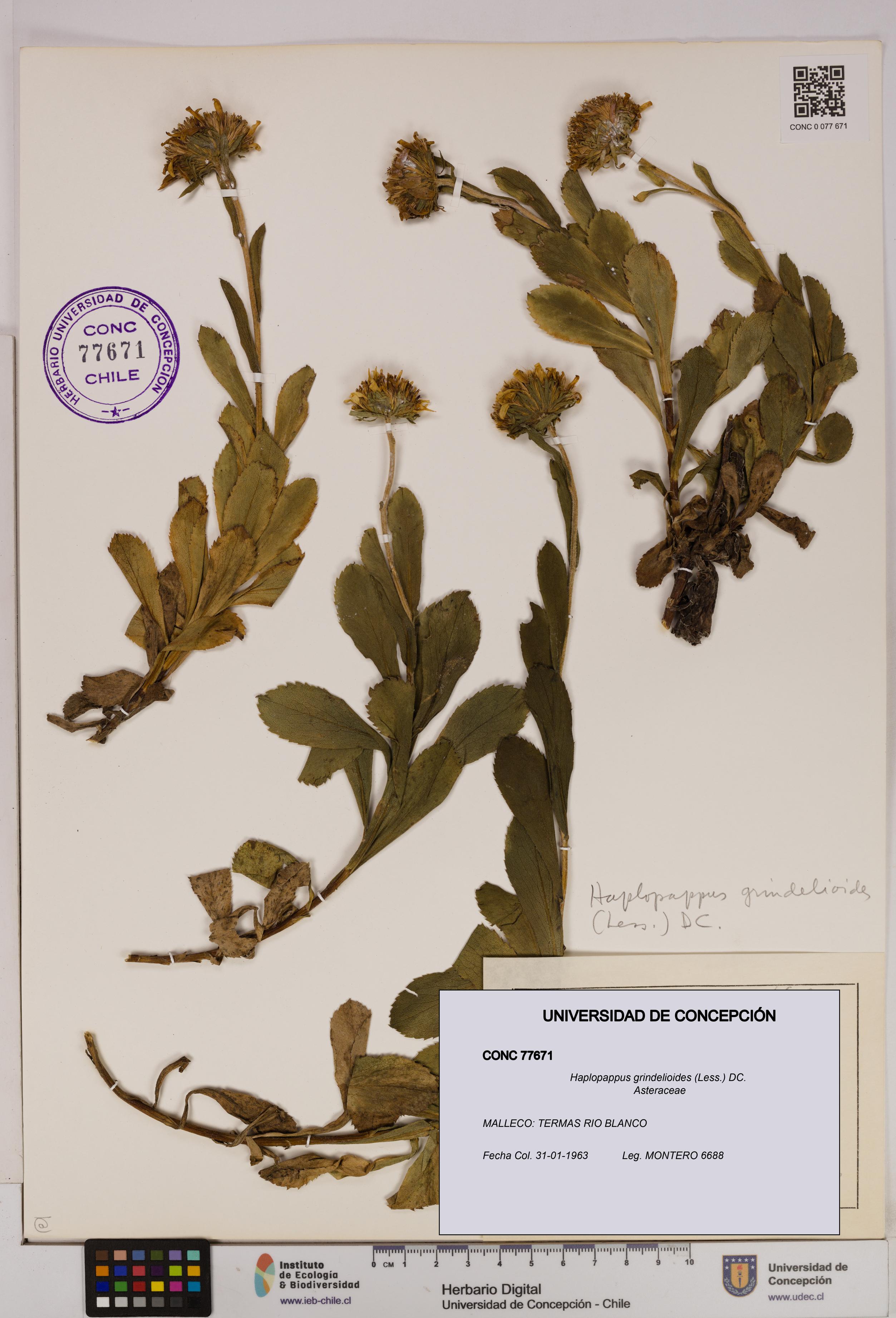 Haplopappus grindelioides [Espécimen: UDEC:CONC:0077671]
