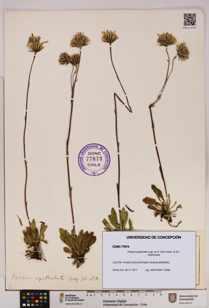 Perezia spathulata [Espécimen: UDEC:CONC:0077673]