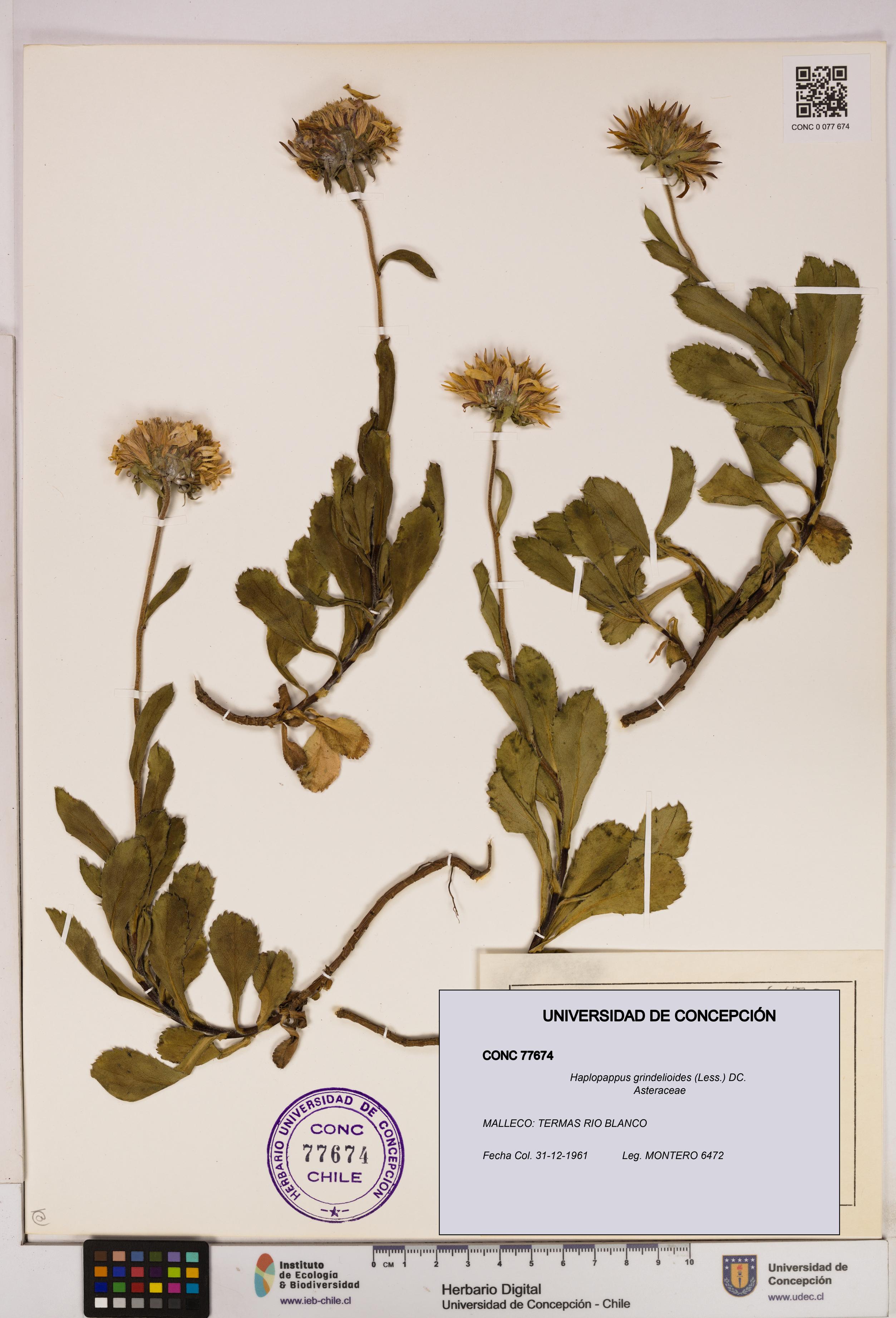 Haplopappus grindelioides [Espécimen: UDEC:CONC:0077674]