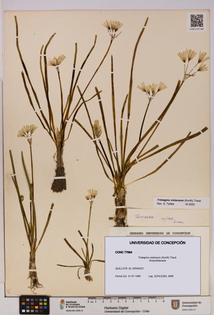 Tristagma violaceum [Espécimen: UDEC:CONC:0077684]
