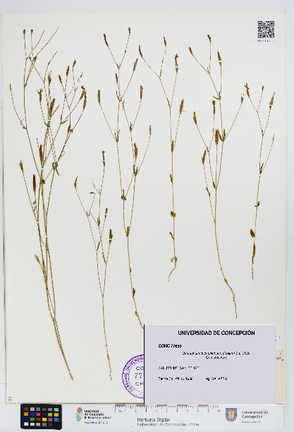 Centaurium cachanlahuen [Espécimen: UDEC:CONC:0077690]
