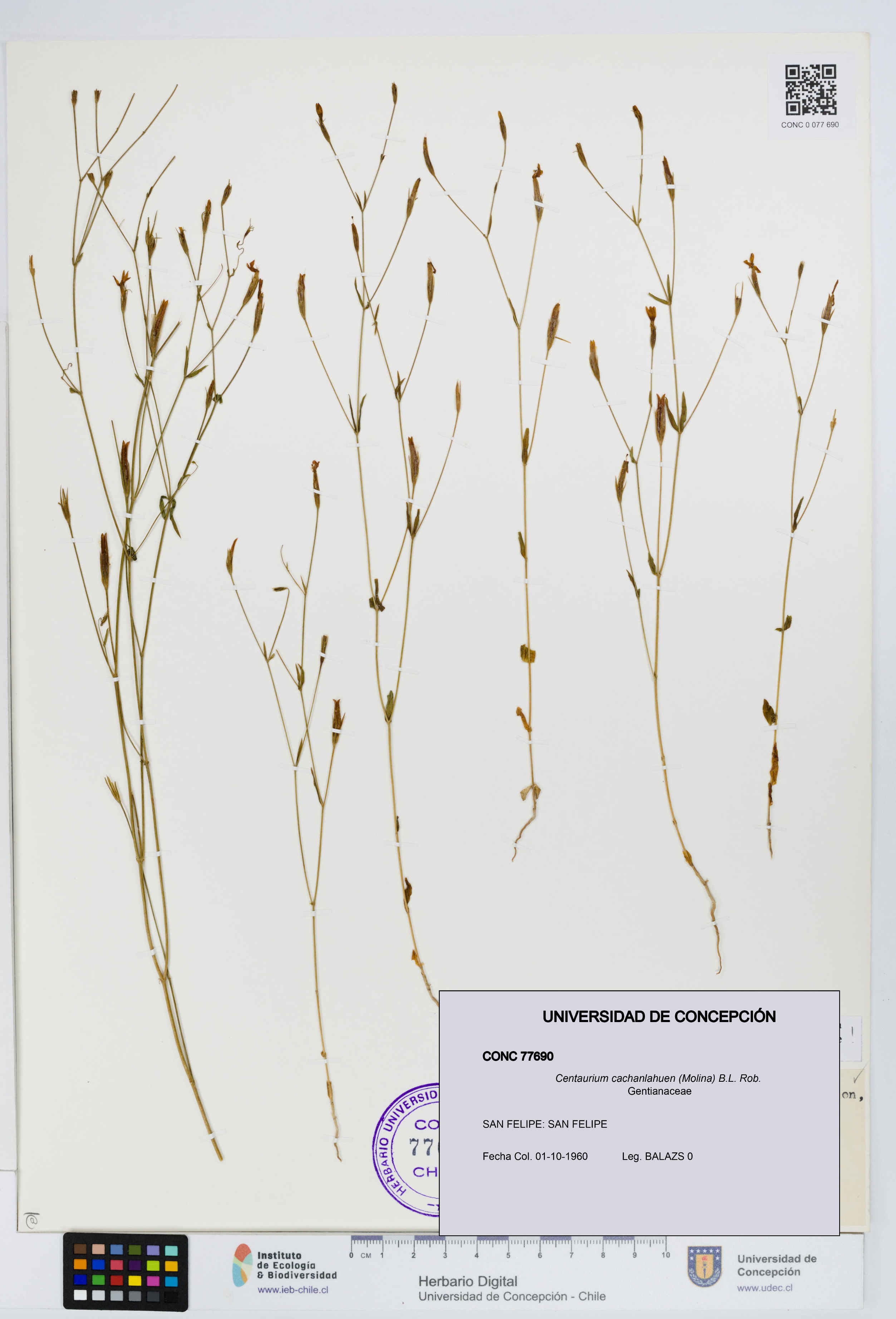 Centaurium cachanlahuen [Espécimen: UDEC:CONC:0077690]