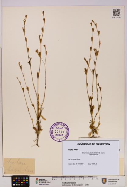 Schenkia australis [Espécimen: UDEC:CONC:0077691]
