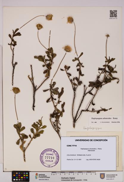 Haplopappus arbutoides [Espécimen: UDEC:CONC:0077710]