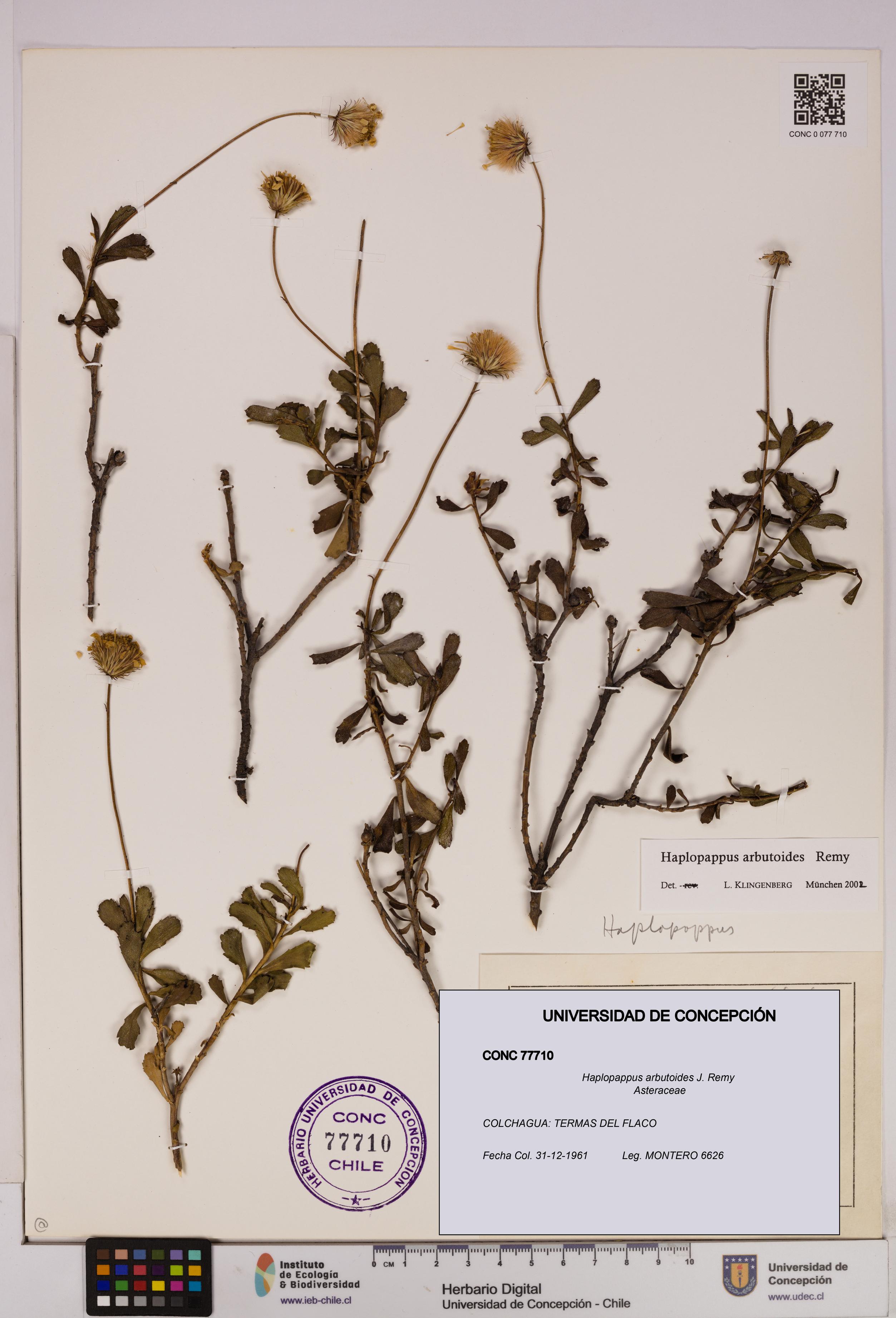 Haplopappus arbutoides [Espécimen: UDEC:CONC:0077710]