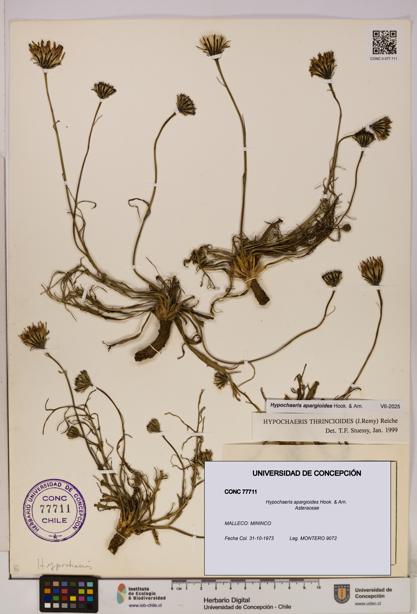 Hypochaeris apargioides [Espécimen: UDEC:CONC:0077711]