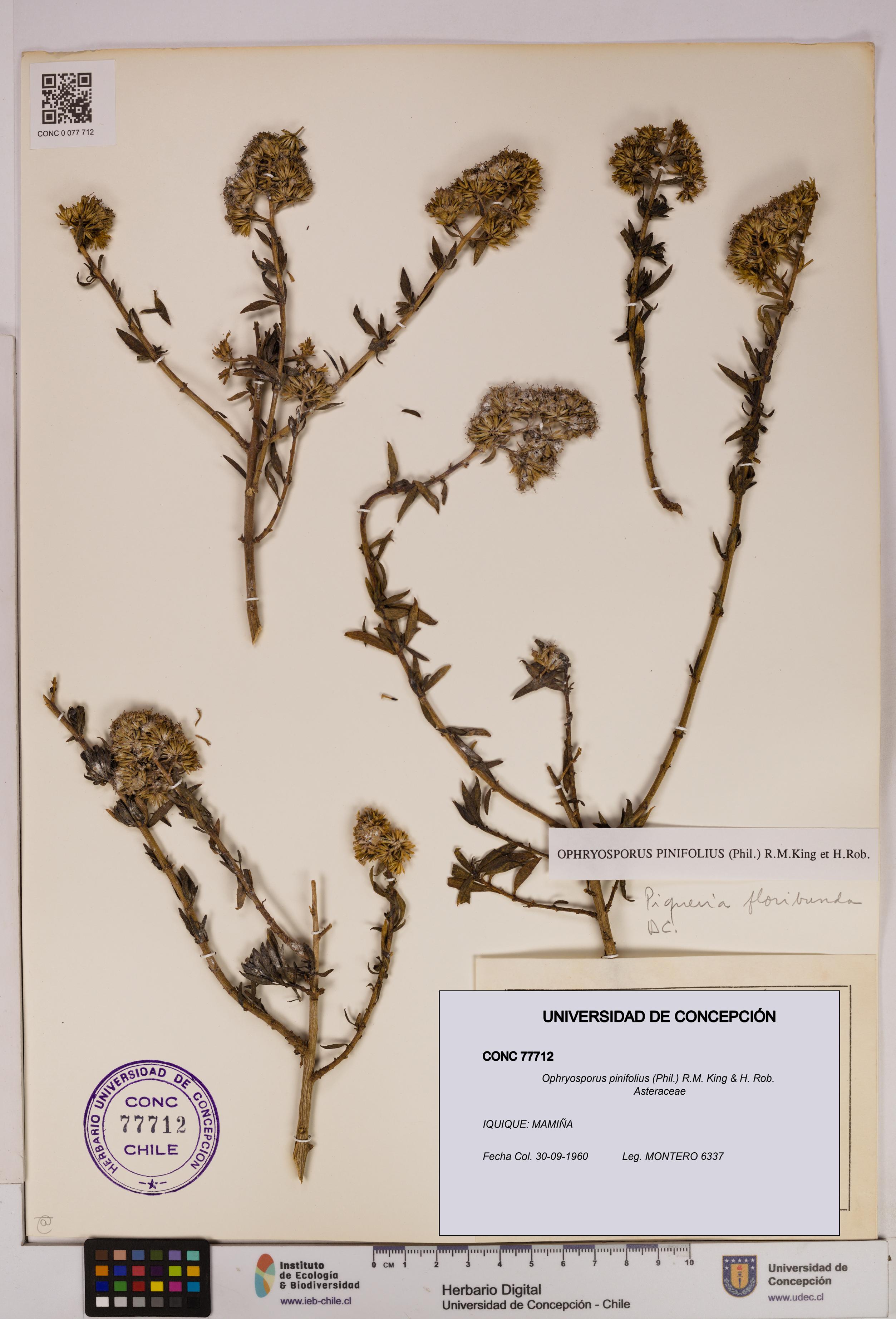 Ophryosporus pinifolius [Espécimen: UDEC:CONC:0077712]