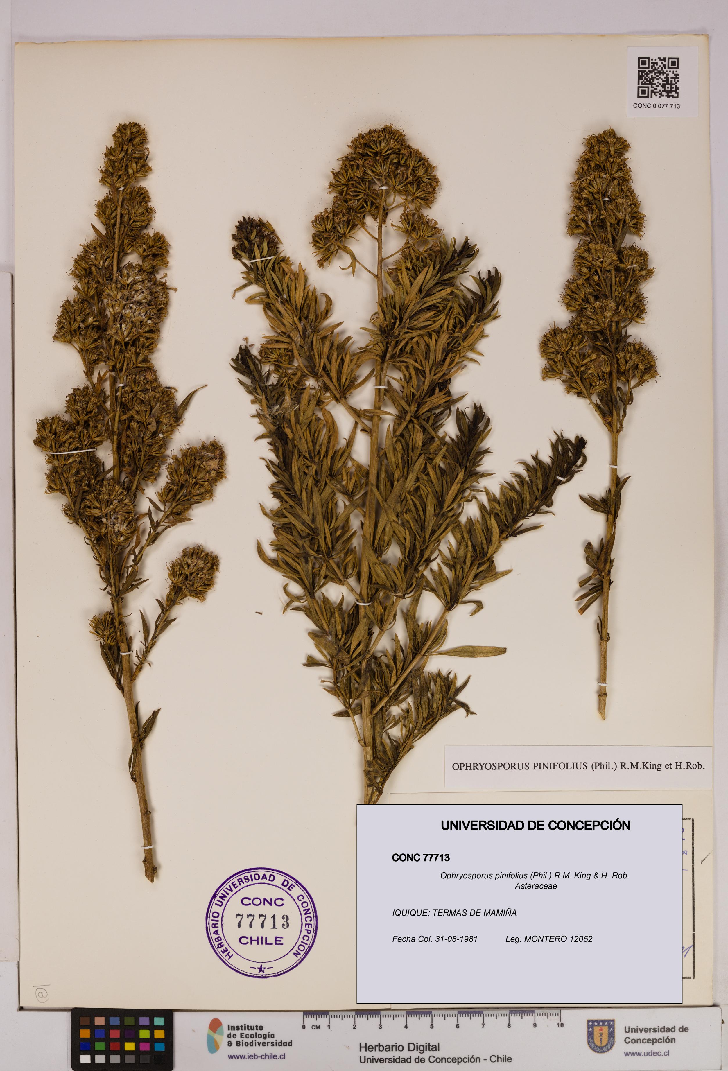 Ophryosporus pinifolius [Espécimen: UDEC:CONC:0077713]