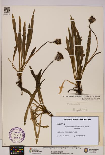 Hypochaeris tenuifolia [Espécimen: UDEC:CONC:0077714]