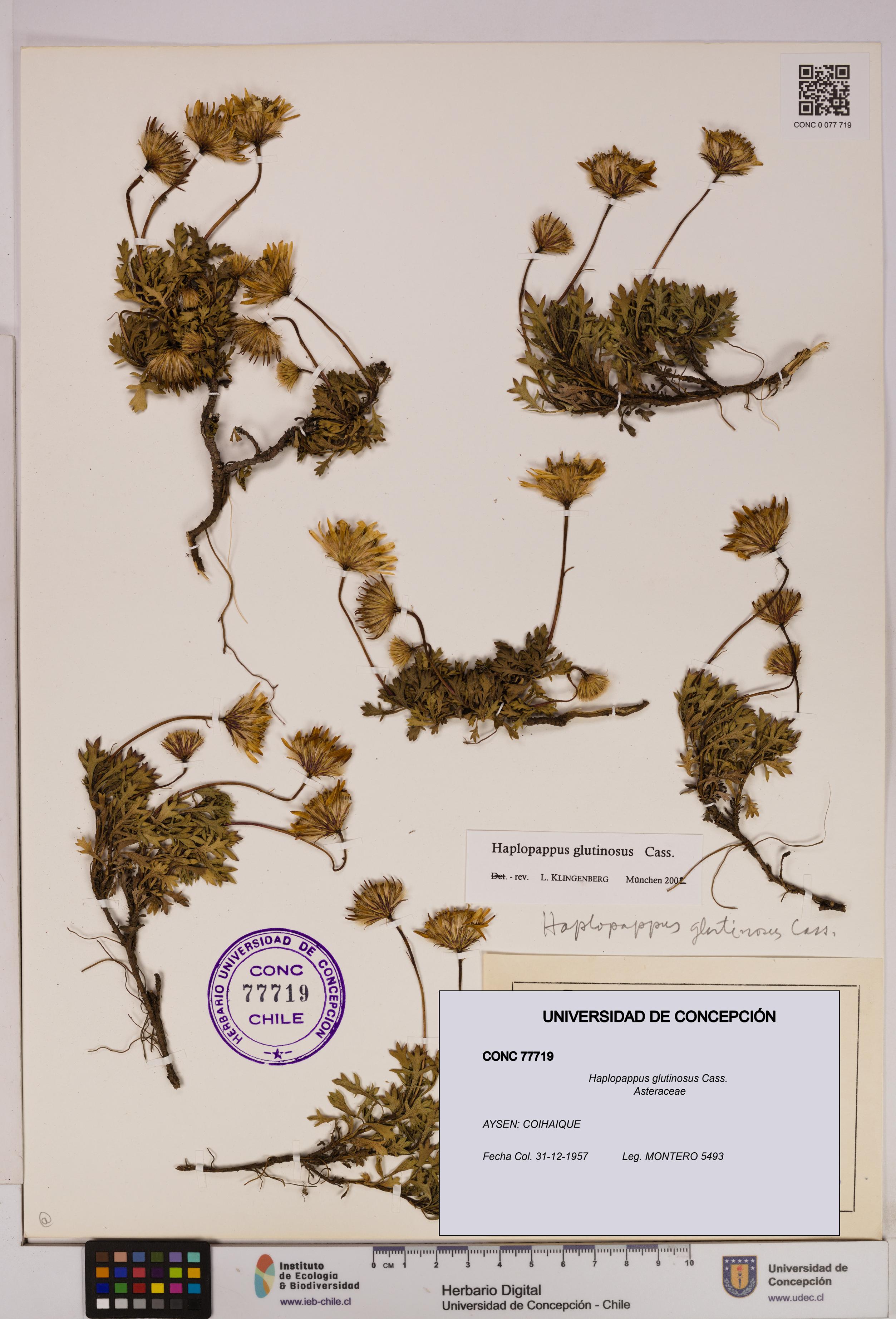 Haplopappus glutinosus [Espécimen: UDEC:CONC:0077719]