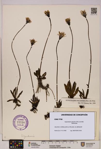 Hypochaeris palustris [Espécimen: UDEC:CONC:0077720]