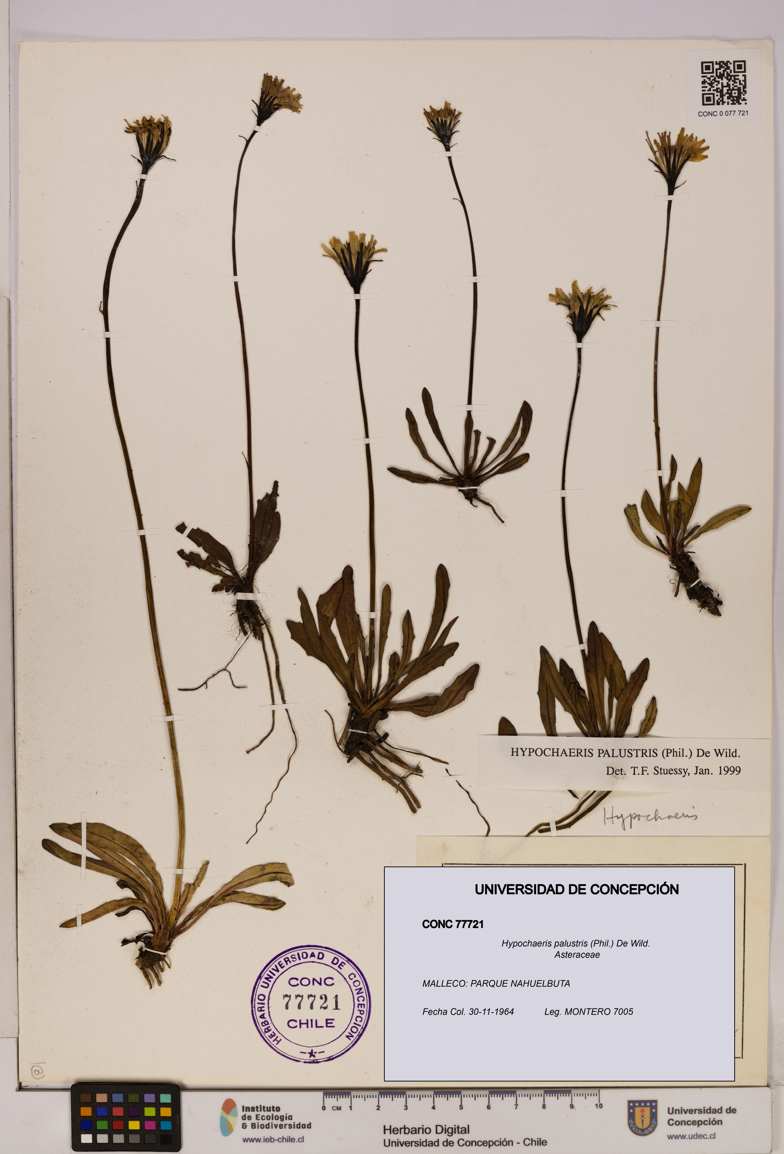 Hypochaeris palustris [Espécimen: UDEC:CONC:0077721]
