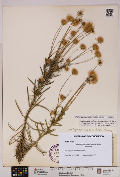 Haplopappus punctatus [Espécimen: UDEC:CONC:0077722]
