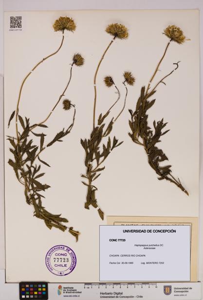 Haplopappus pulchellus [Espécimen: UDEC:CONC:0077723]
