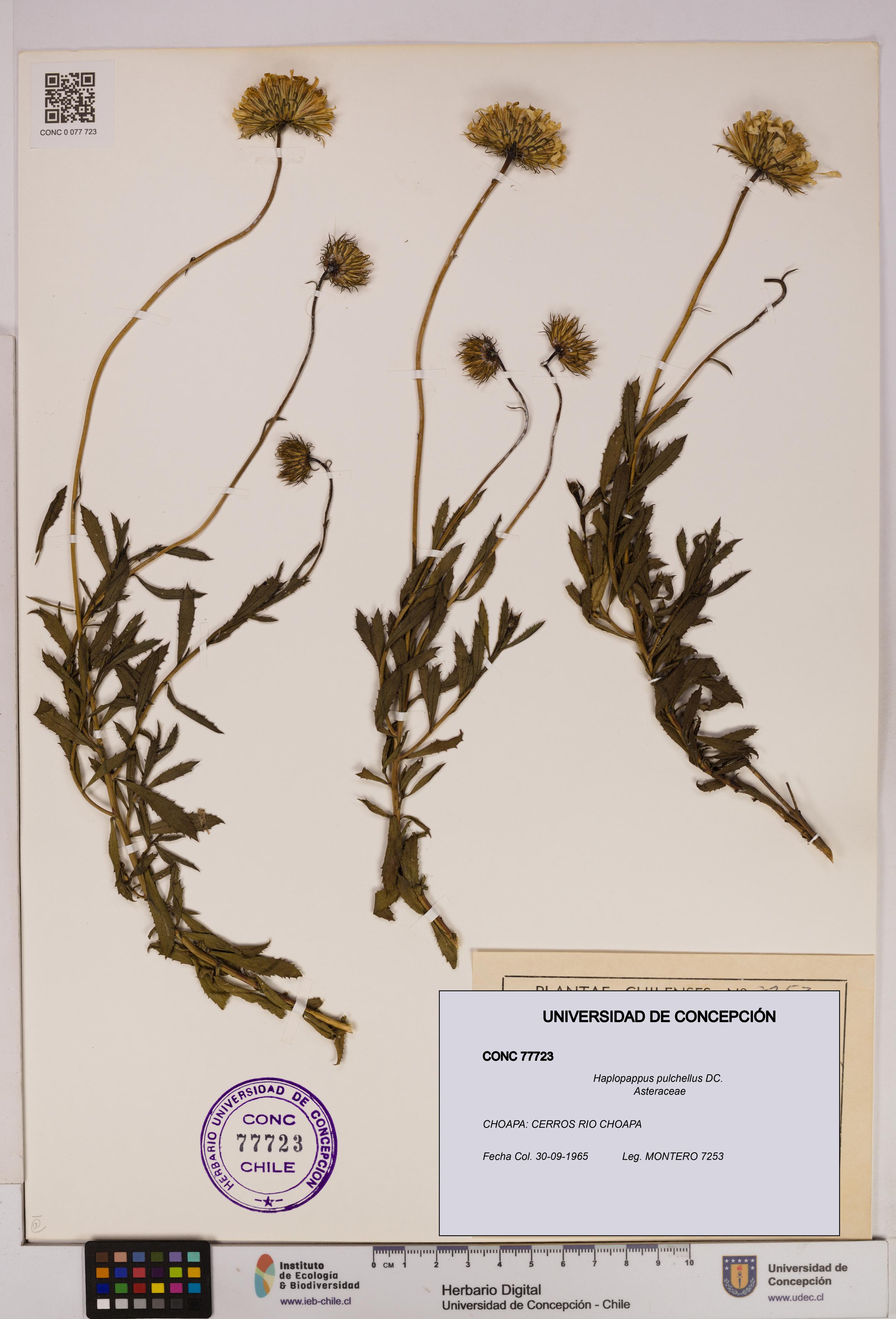 Haplopappus pulchellus [Espécimen: UDEC:CONC:0077723]