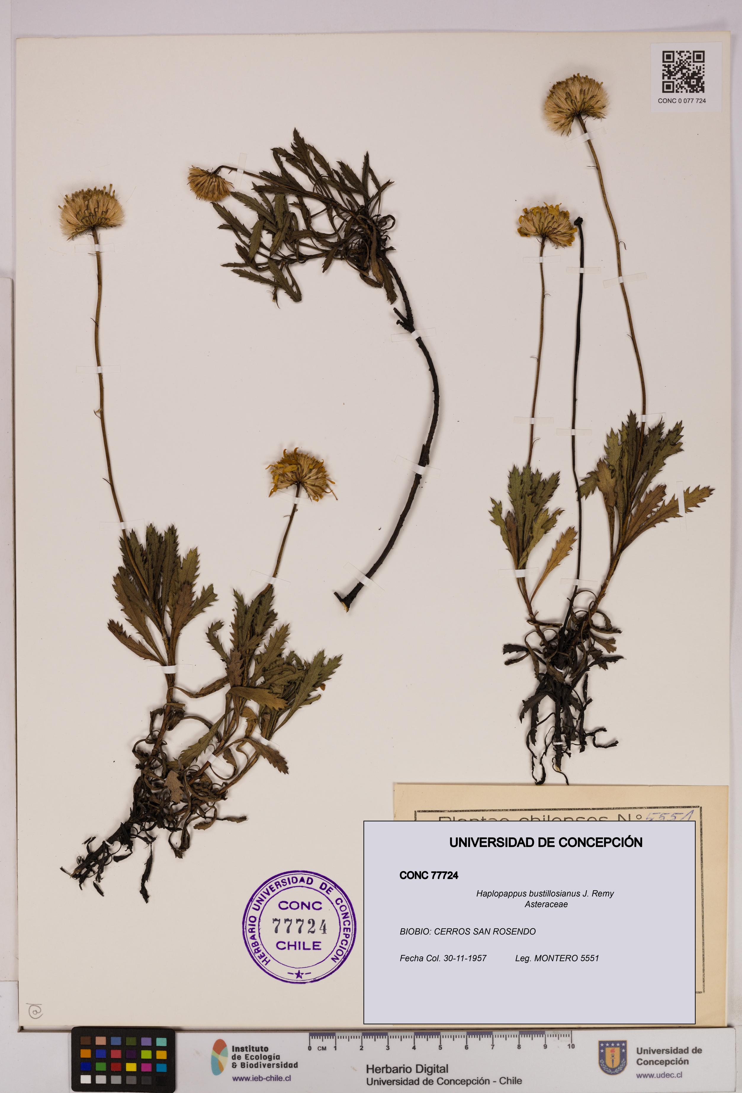 Haplopappus bustillosianus [Espécimen: UDEC:CONC:0077724]