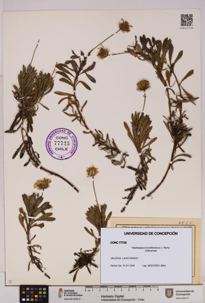Haplopappus bustillosianus [Espécimen: UDEC:CONC:0077725]
