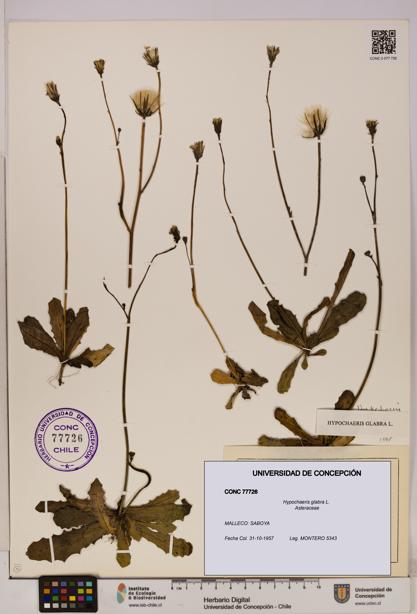 Hypochaeris glabra [Espécimen: UDEC:CONC:0077726]