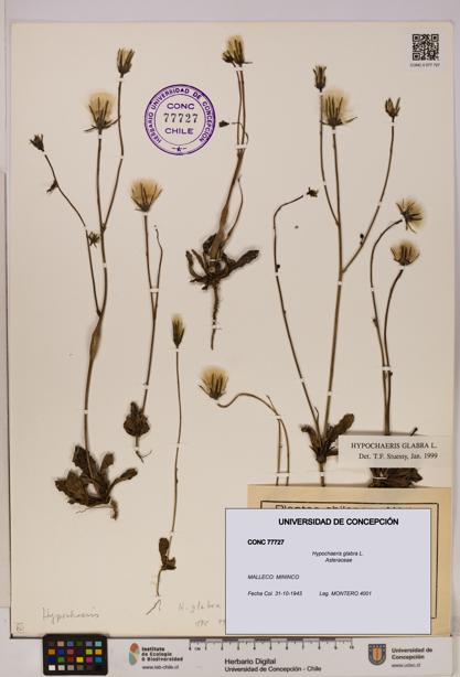 Hypochaeris glabra [Espécimen: UDEC:CONC:0077727]