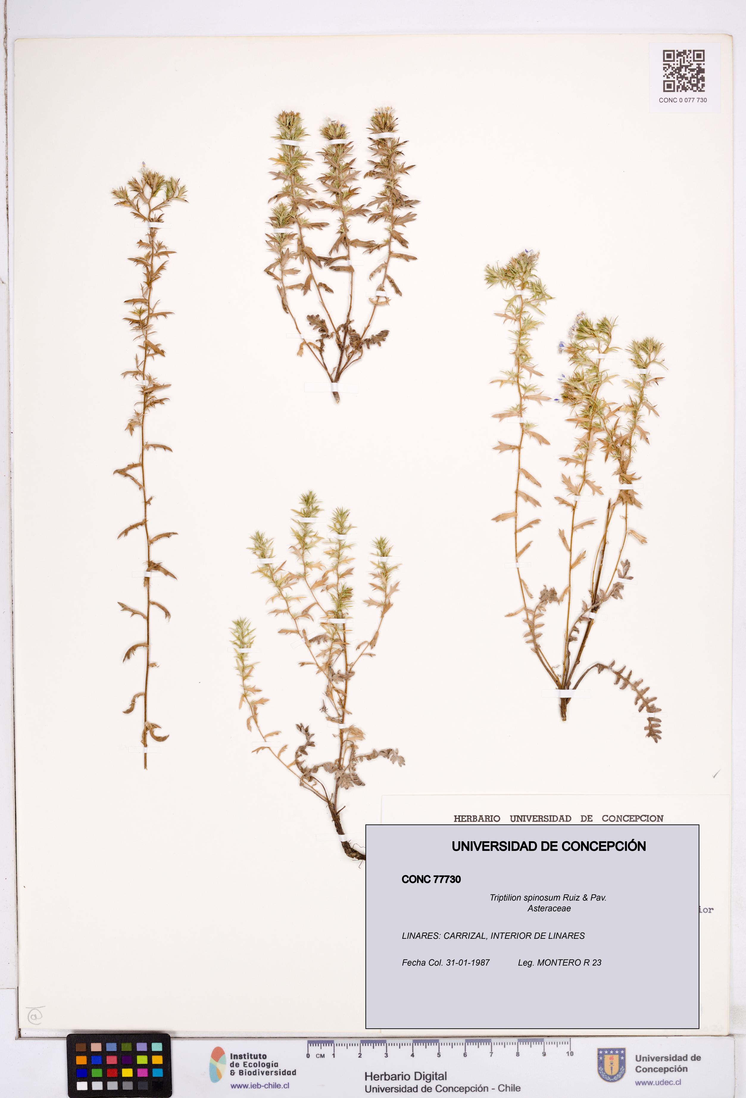 Triptilion spinosum [Espécimen: ]