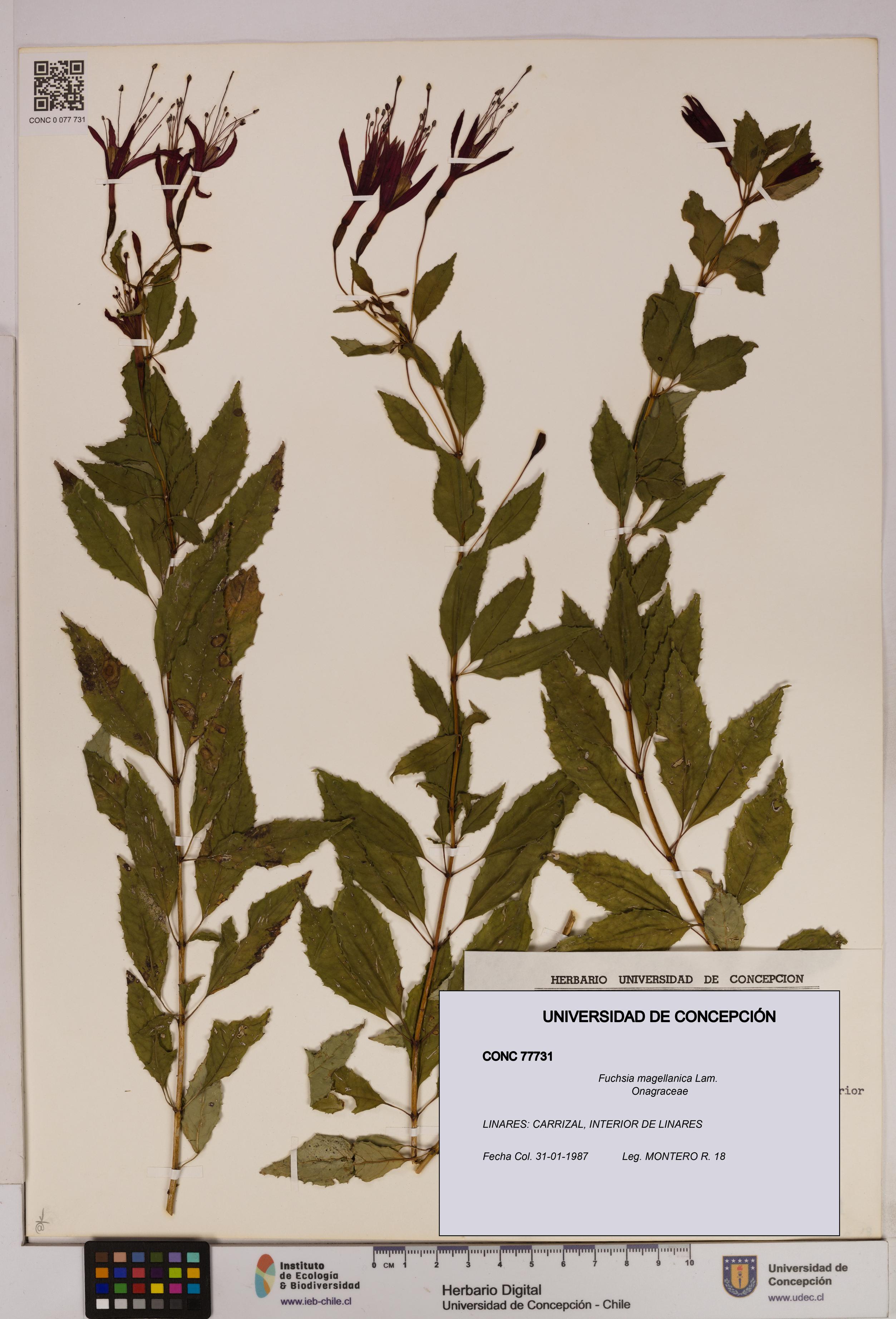 Fuchsia magellanica [Espécimen: UDEC:CONC:0077731]