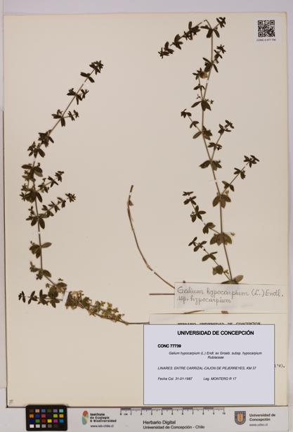 Galium hypocarpium subsp. hypocarpium [Espécimen: UDEC:CONC:0077739]
