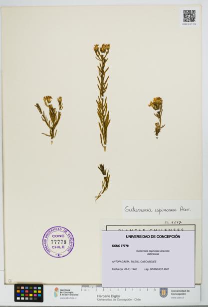 Gutierrezia espinosae [Espécimen: UDEC:CONC:0077779]