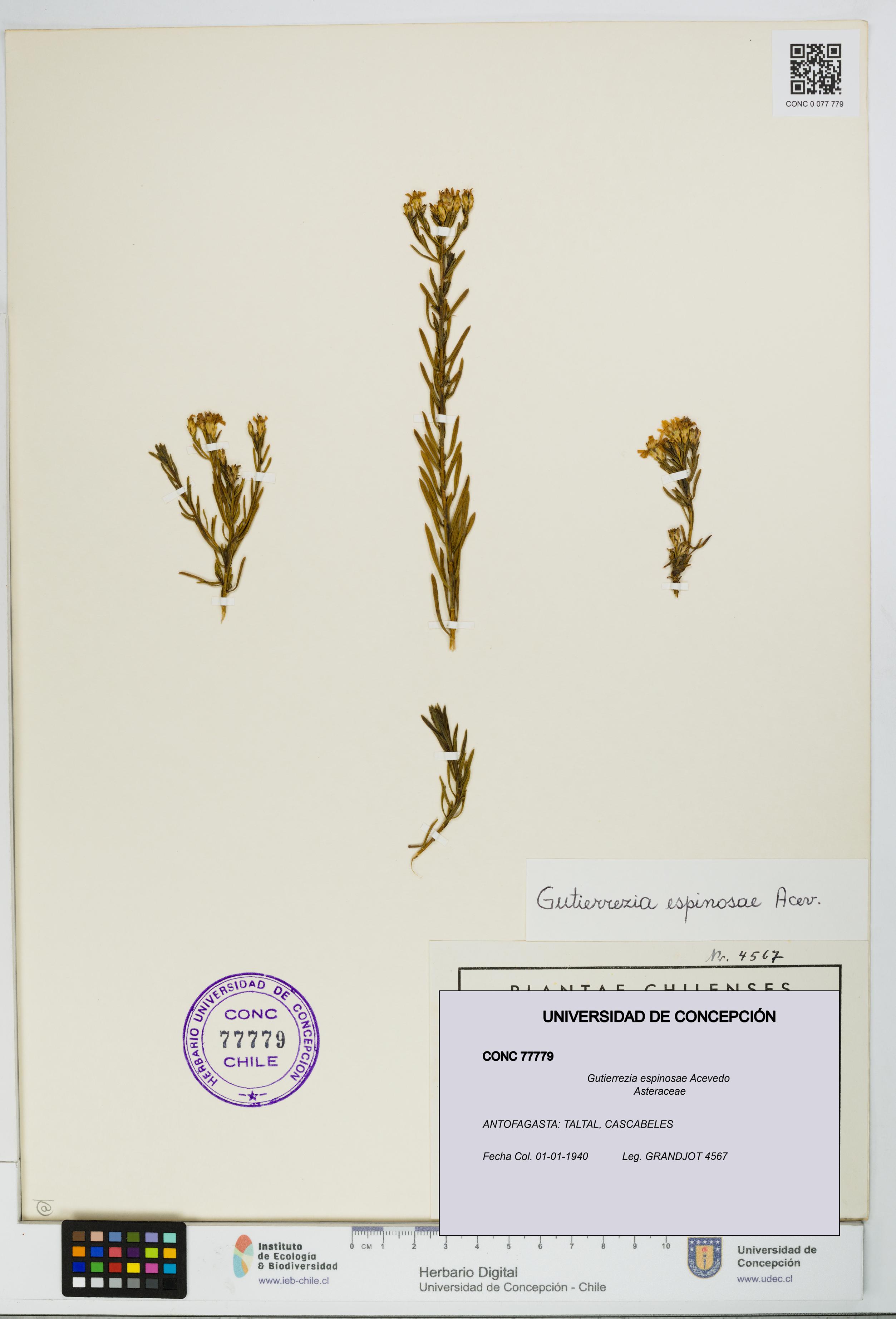 Gutierrezia espinosae [Espécimen: UDEC:CONC:0077779]
