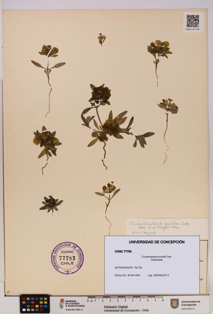 Cruckshanksia pumila [Espécimen: UDEC:CONC:0077783]