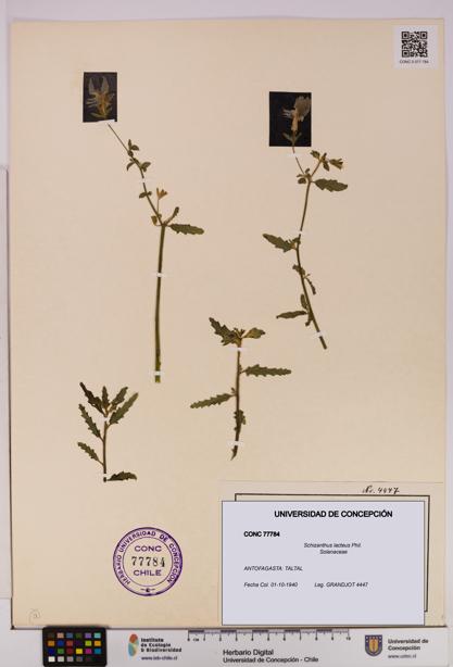 Schizanthus lacteus [Espécimen: UDEC:CONC:0077784]