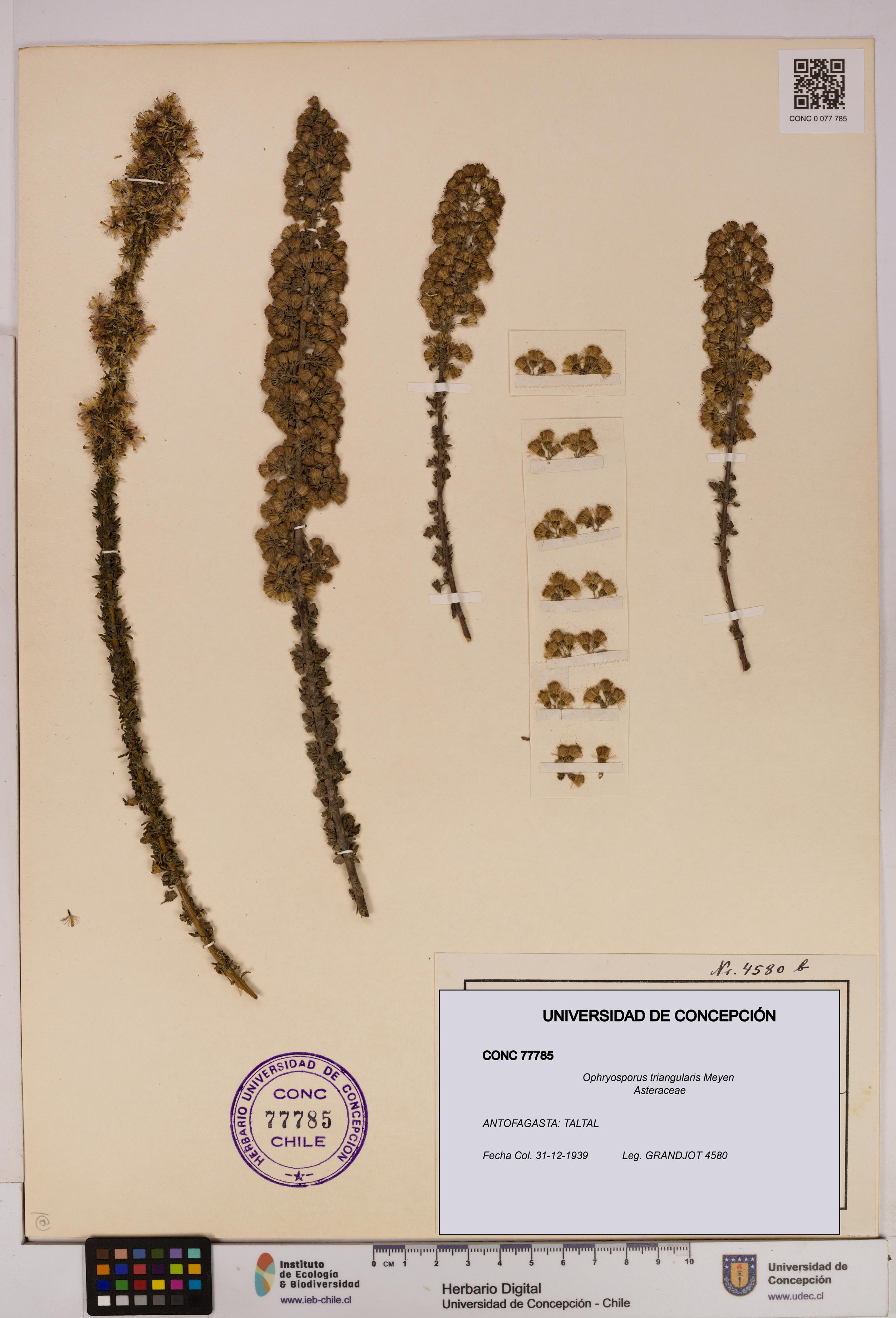 Ophryosporus triangularis [Espécimen: UDEC:CONC:0077785]