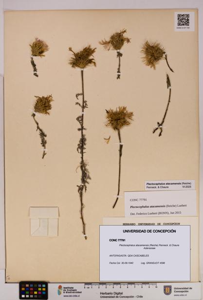 Plectocephalus atacamensis [Espécimen: UDEC:CONC:0077791]
