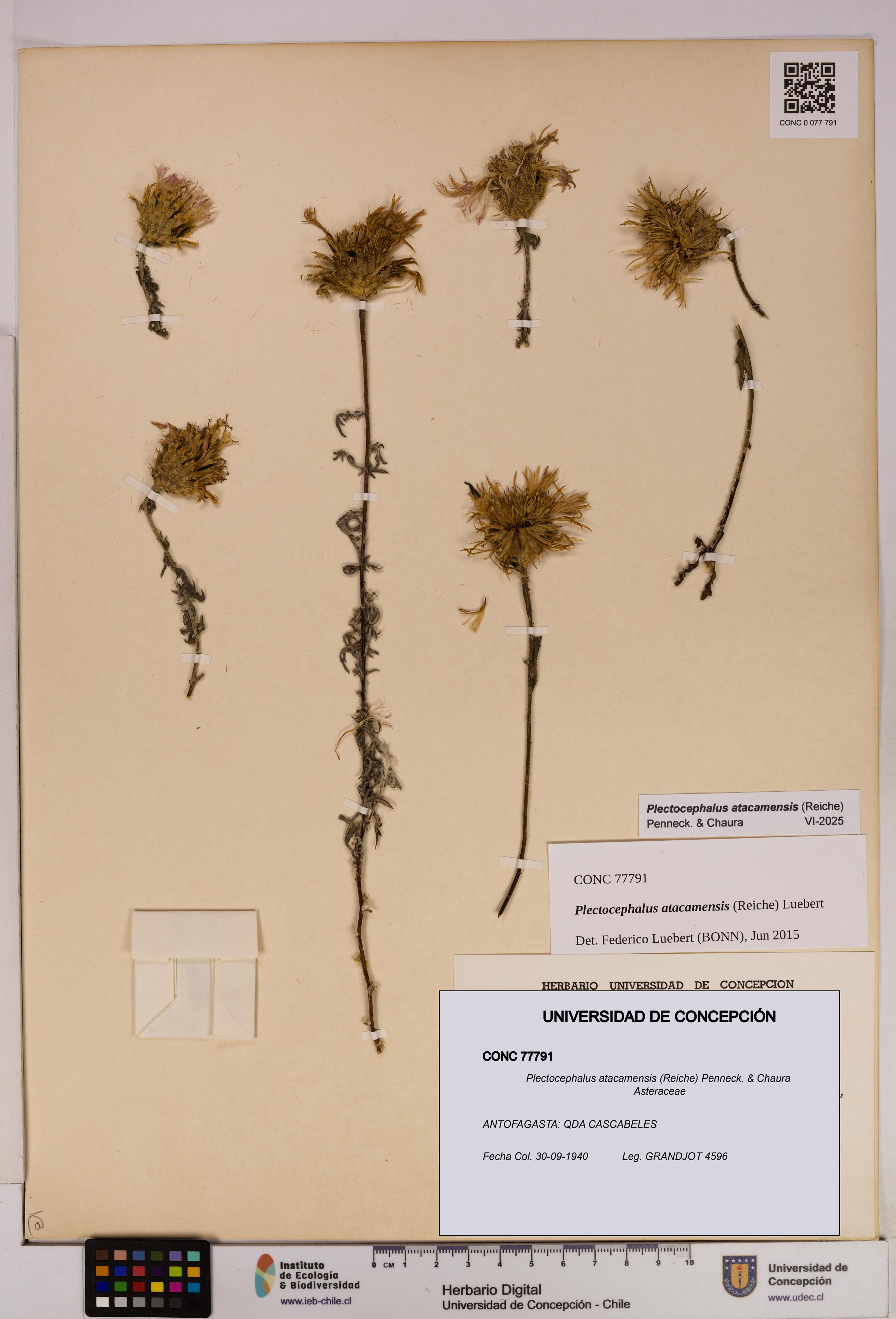 Plectocephalus atacamensis [Espécimen: UDEC:CONC:0077791]