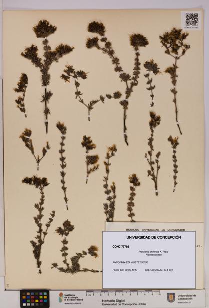Frankenia chilensis [Espécimen: UDEC:CONC:0077792]
