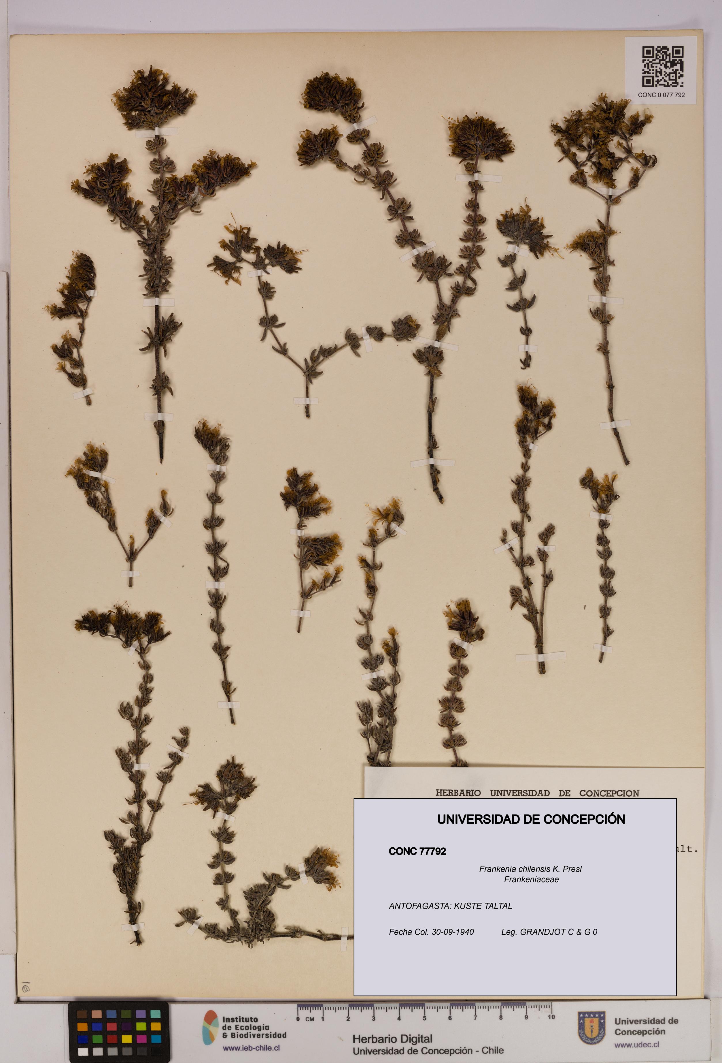 Frankenia chilensis [Espécimen: UDEC:CONC:0077792]