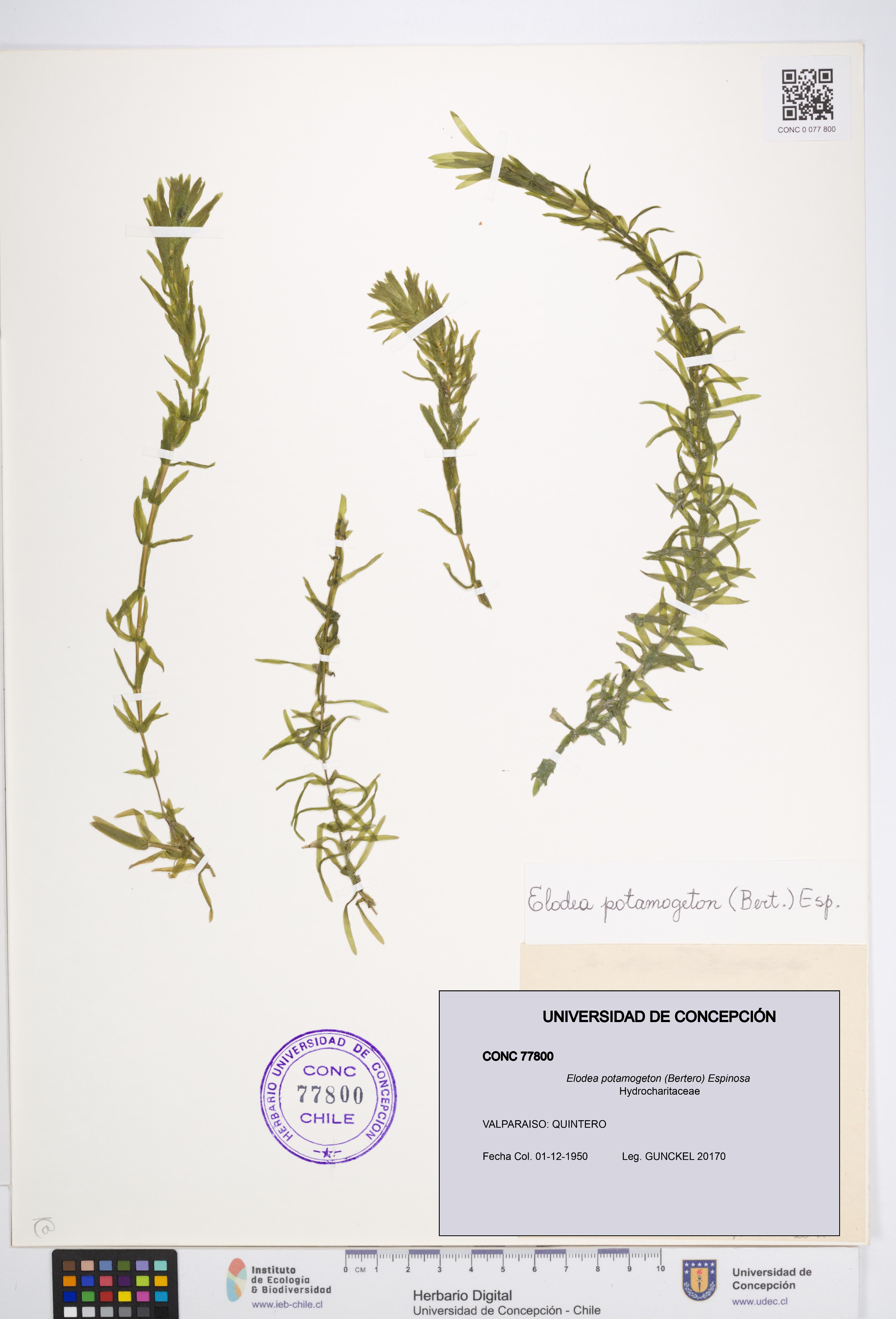 Elodea potamogeton [Espécimen: UDEC:CONC:0077800]