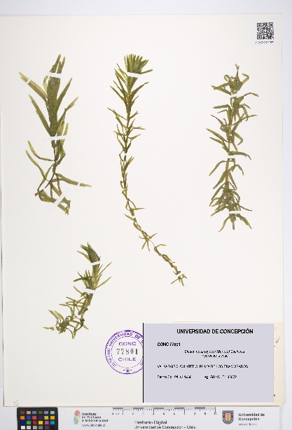 Elodea potamogeton [Espécimen: UDEC:CONC:0077801]