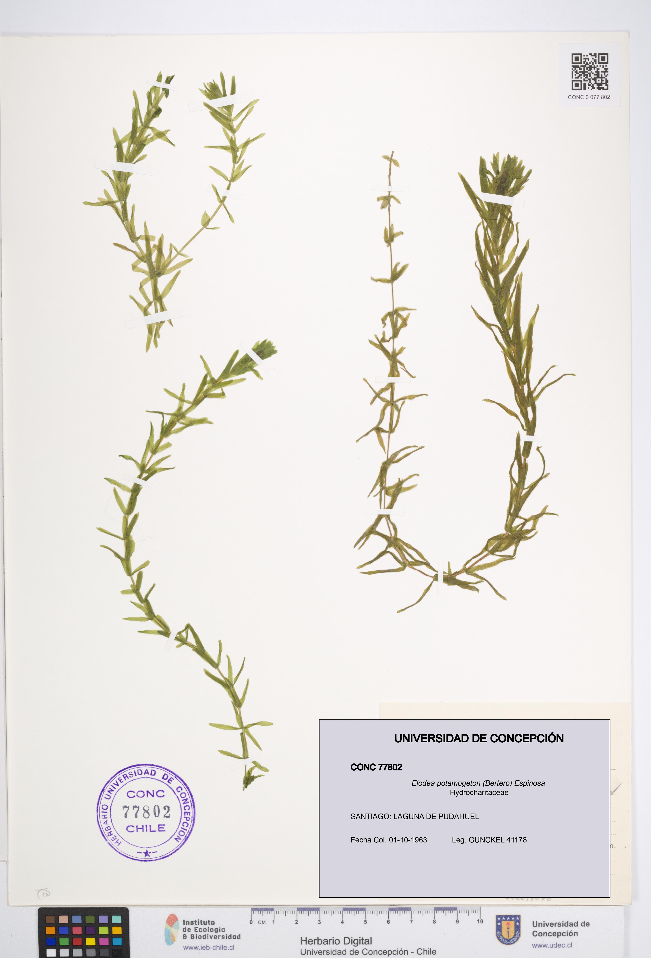 Elodea potamogeton [Espécimen: UDEC:CONC:0077802]