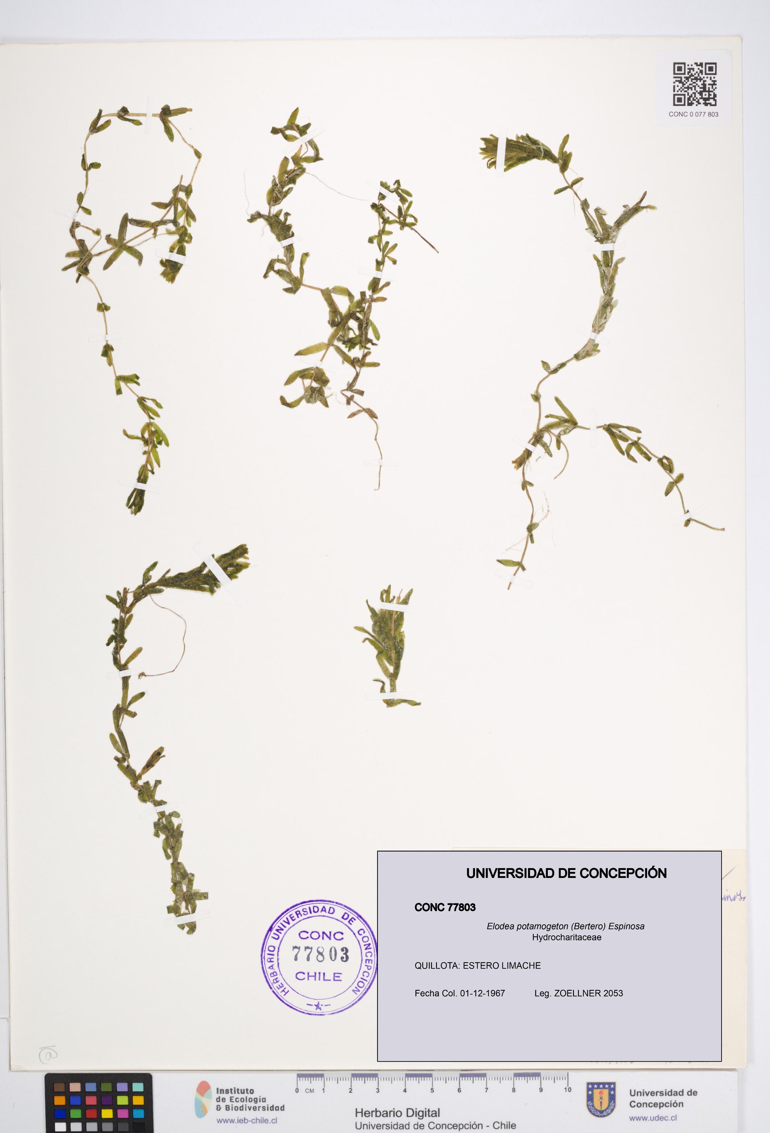 Elodea potamogeton [Espécimen: UDEC:CONC:0077803]