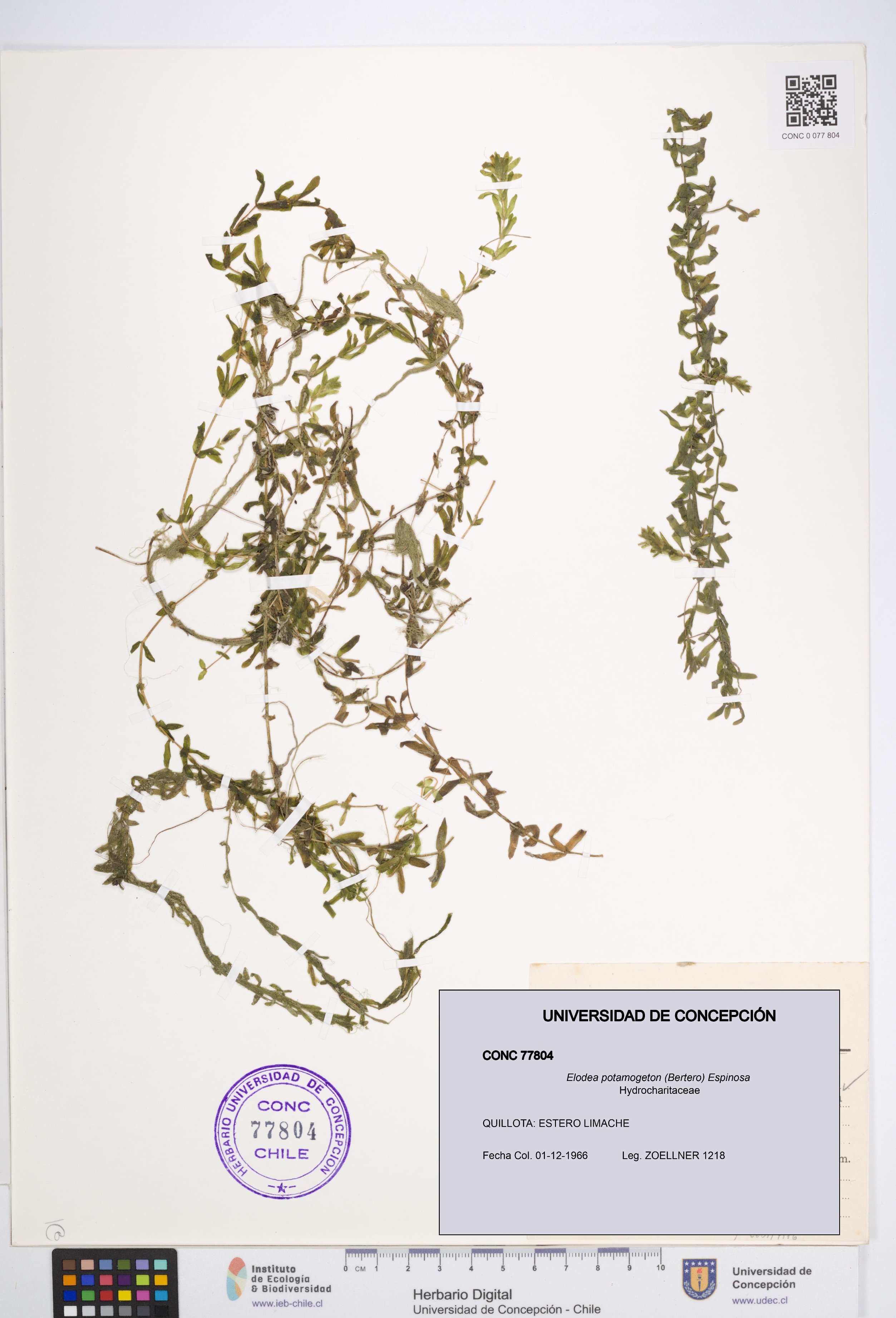 Elodea potamogeton [Espécimen: UDEC:CONC:0077804]