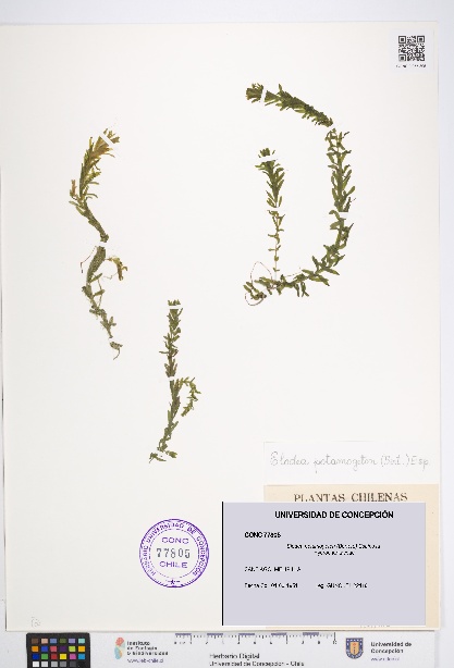 Elodea potamogeton [Espécimen: UDEC:CONC:0077805]