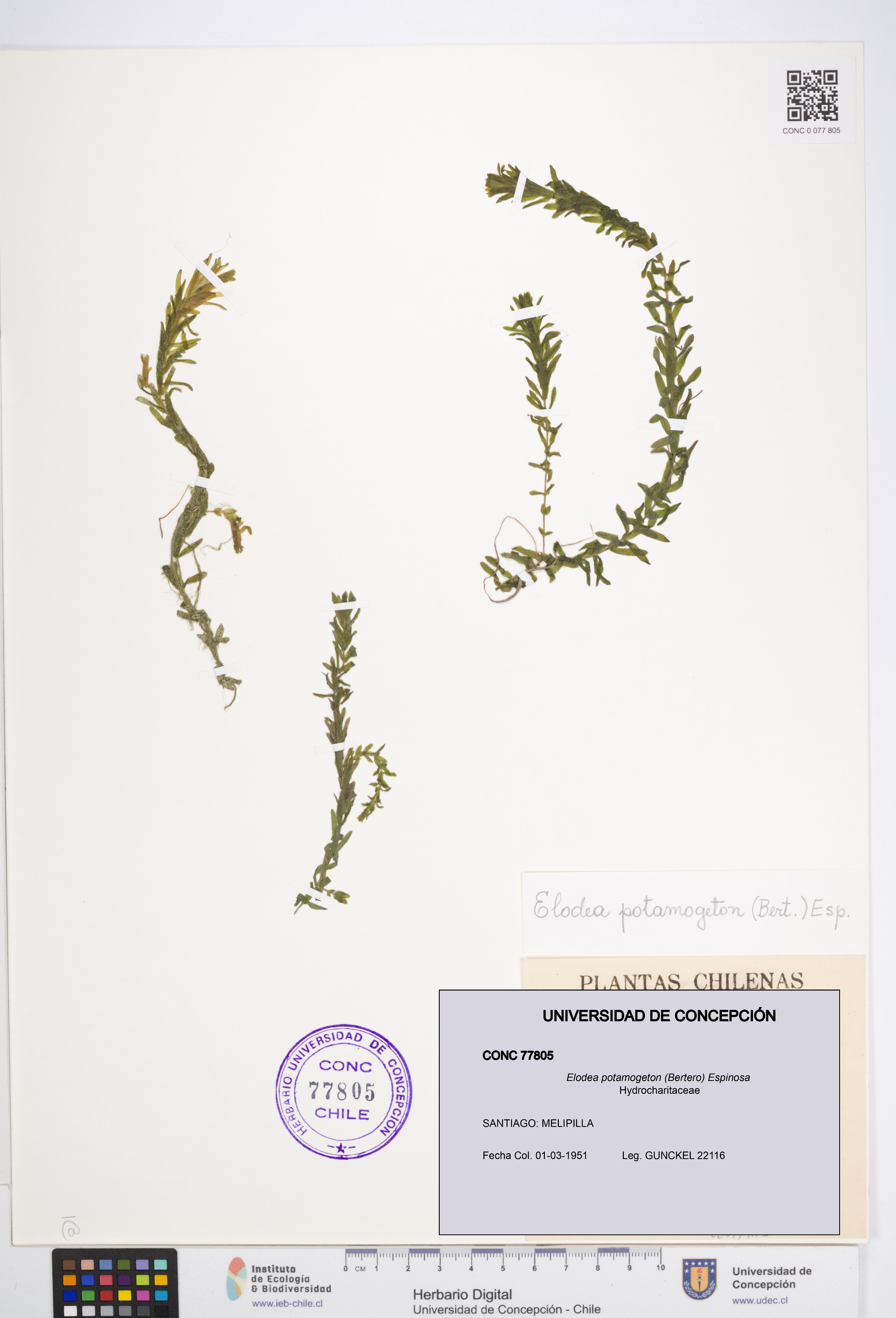 Elodea potamogeton [Espécimen: UDEC:CONC:0077805]