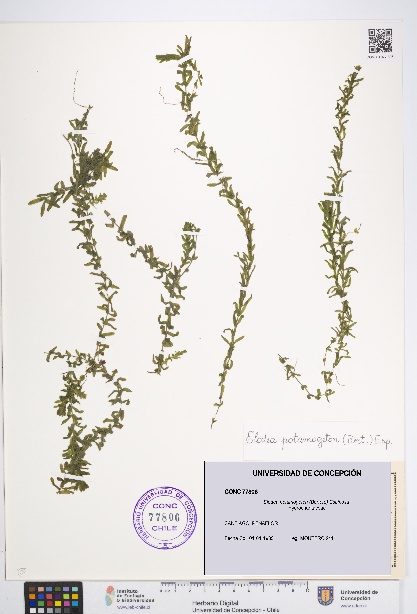 Elodea potamogeton [Espécimen: UDEC:CONC:0077806]