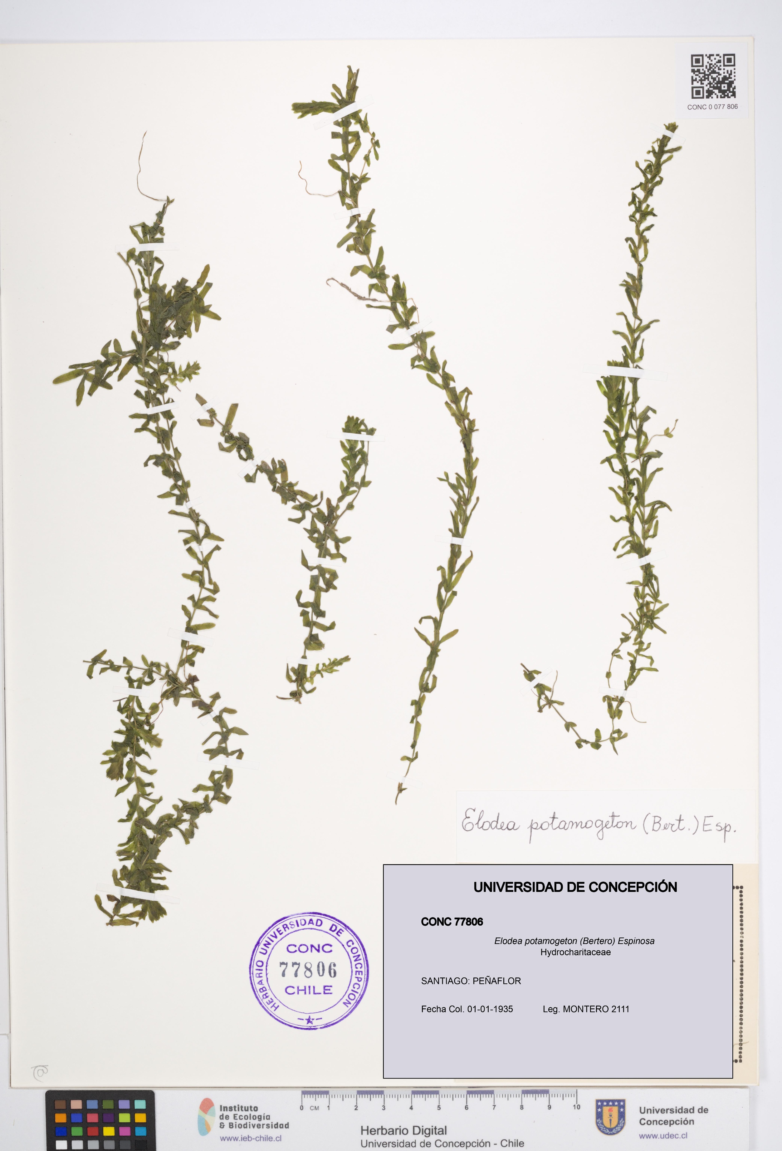Elodea potamogeton [Espécimen: UDEC:CONC:0077806]